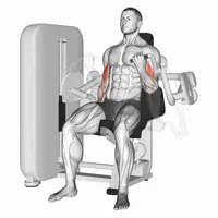 Alternating Supination Curl on Machine