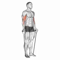 Alternating Supination Curl with Bands