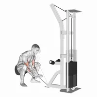 Concentrated Supination Curl on Low Pulley