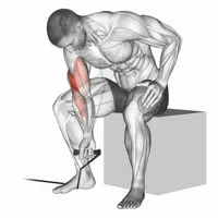 Concentrated Supination Curl with Band