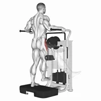 External Adductor Isolated in Machine