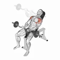 Incline Front Raise in Supination with Z Bar