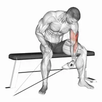 Isolated Concentrated Lateral Curl in Supination on Low Pulley