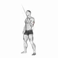 Isolated Vertical Extension in Supination on High Pulley