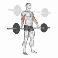 Open Supinated Curl With Barbell