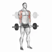 Retracted Supinated Curl with Barbell