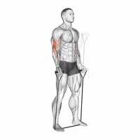 Supination Curl with Bands