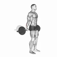 Vertical Supinated Barbell Curl