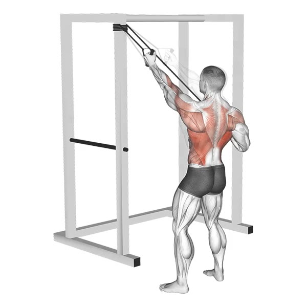 Alternating Bent Over Rowing with Bands — ejercicio de Espalda, nivel Intermedio