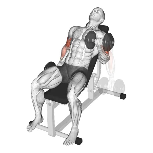 Alternating Incline Dumbbell Curl in Supination — ejercicio de Bíceps, nivel Intermedio