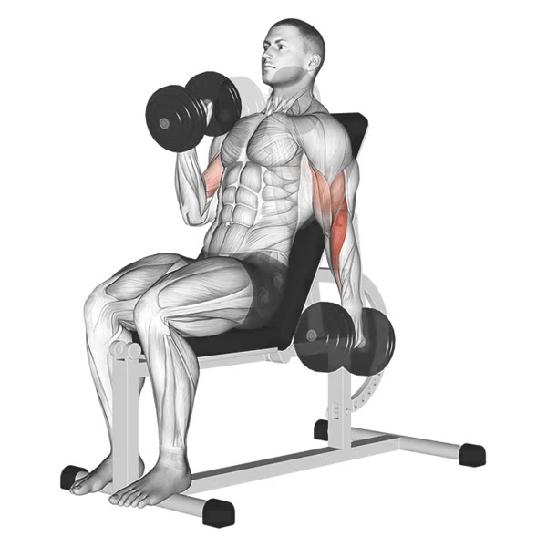 Alternating Neutral Incline Dumbbell Curl — ejercicio de Bíceps, nivel Intermedio