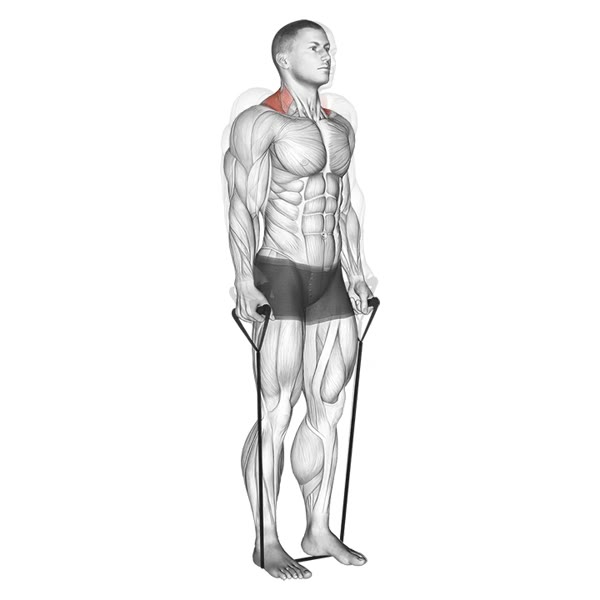 Banded Shrugs — ejercicio de Hombros, nivel Intermedio
