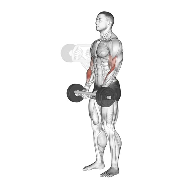 Barbell Hammer Curl — ejercicio de Bíceps, nivel Intermedio