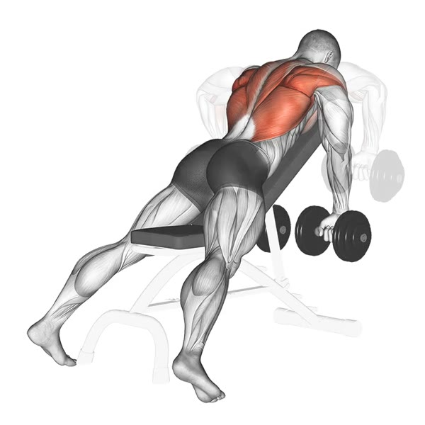 Bent Over Dumbbell Row (Pronated Grip) — ejercicio de Espalda, nivel Intermedio