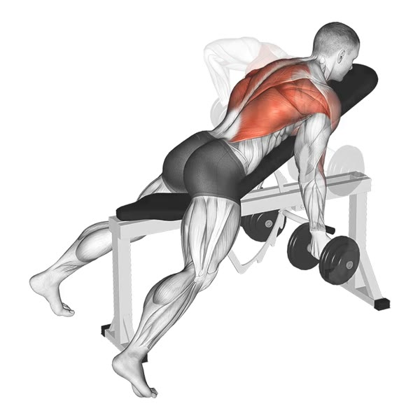 Bent Over Dumbbell Row (Supinated Grip) — ejercicio de Espalda, nivel Intermedio