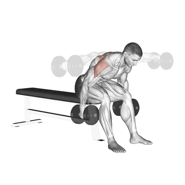 Birds sitting with dumbbells — ejercicio de General, nivel Principiante