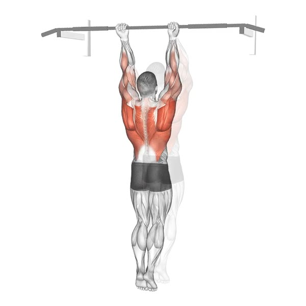 Circular Pull Up in Supination — ejercicio de Espalda, nivel Intermedio