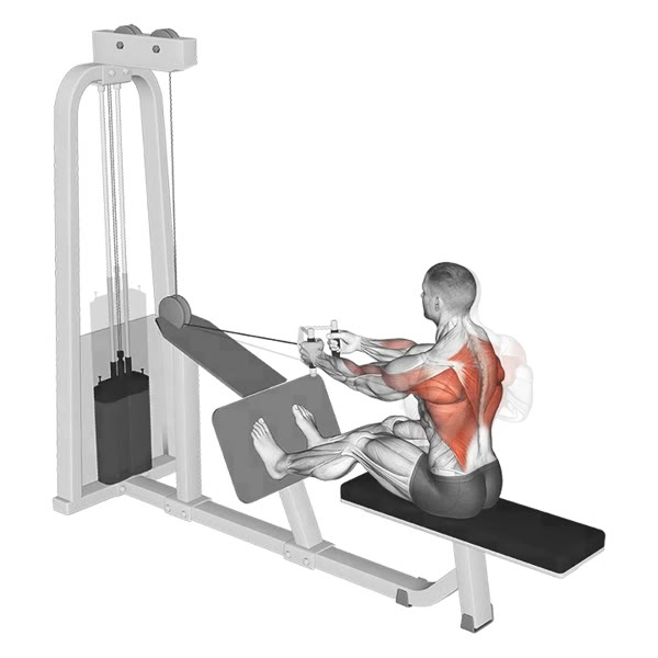Close grip Neutral Horizontal Row on Pulley — ejercicio de Espalda, nivel Intermedio