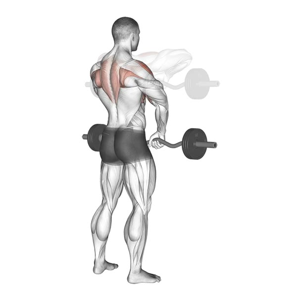 Close grip upright row with Z bar — ejercicio de Espalda, nivel Intermedio