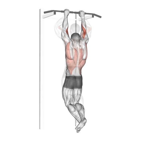 Close Short Pull Up — ejercicio de Espalda, nivel Intermedio