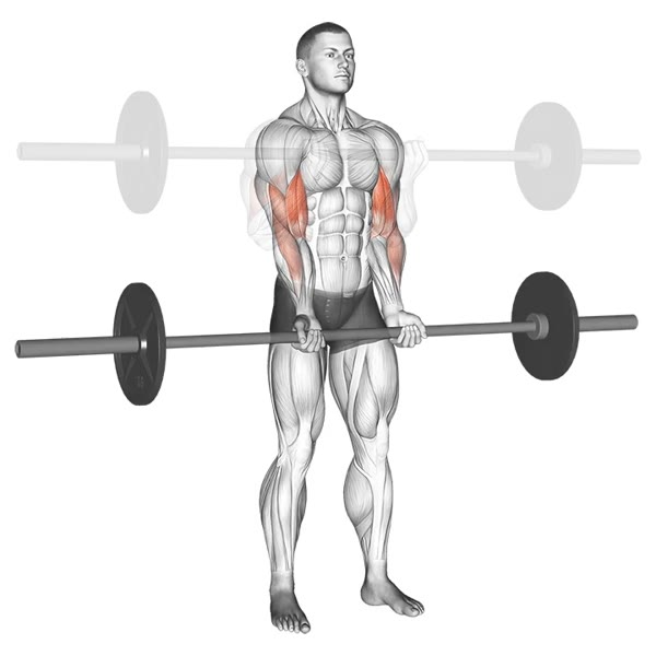 Close Supinated Barbell Curl — ejercicio de Bíceps, nivel Intermedio