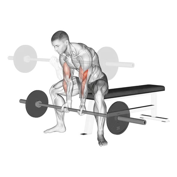 Closed Concentrated Curl with Barbell — ejercicio de Bíceps, nivel Intermedio