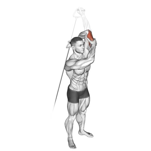 Concentrated Extension on Low Pulley — ejercicio de Tríceps, nivel Intermedio