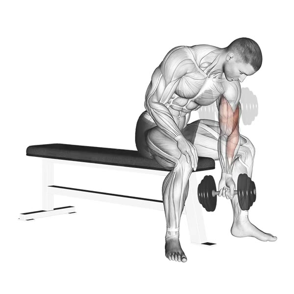 Concentrated Supination Dumbbell Curl — ejercicio de Antebrazo, nivel Principiante