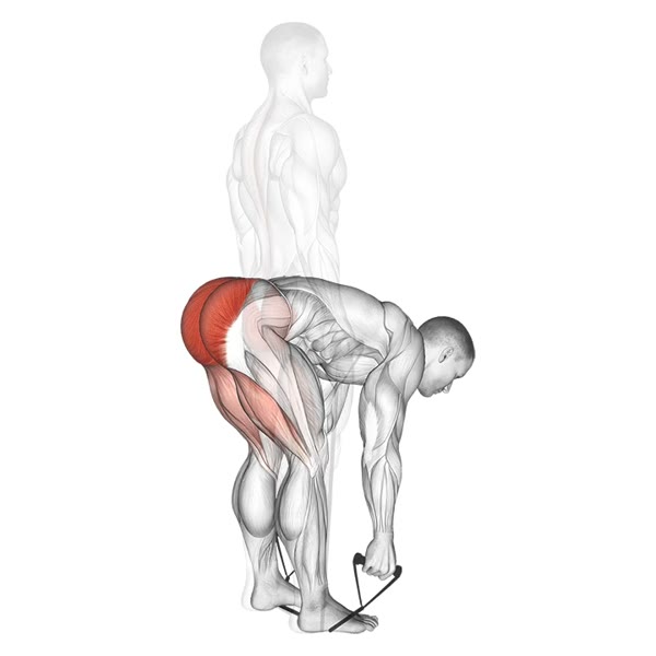 Deadlift with Band — ejercicio de Pierna, nivel Principiante