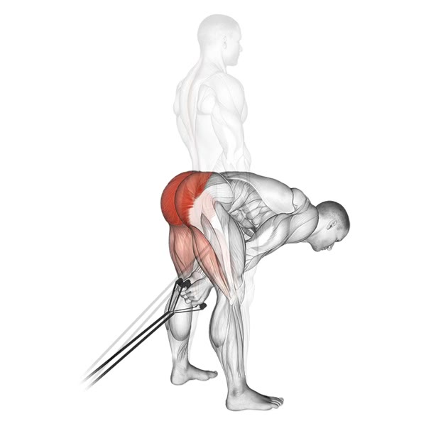 Deadlift with Bands — ejercicio de Espalda, nivel Intermedio