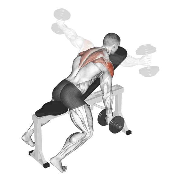 Decline Lateral Raises with Supination (Dumbbells) — ejercicio de Hombros, nivel Intermedio
