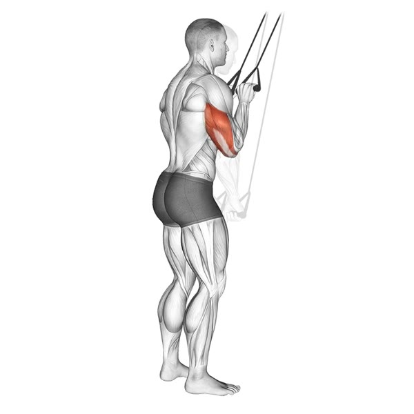 Downward extension with bands — ejercicio de General, nivel Intermedio