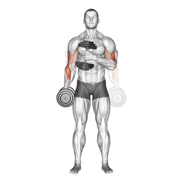 Dumbbell Cross Hammer Curl — ejercicio de Bíceps, nivel Intermedio