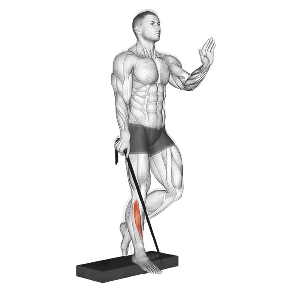 Front Isolated Calf Extension with Band — ejercicio de Pierna, nivel Principiante