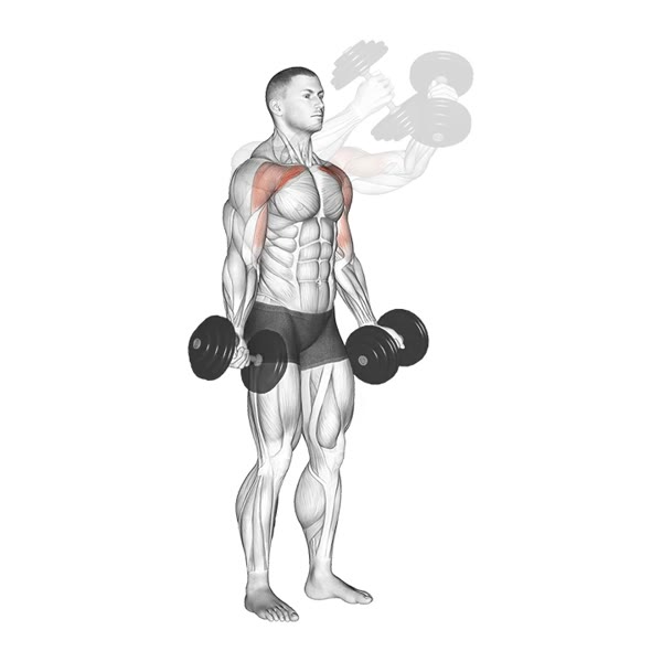 Front Raises in Supination with Dumbbells — ejercicio de Hombros, nivel Intermedio