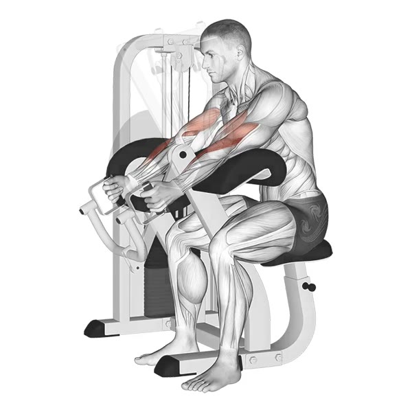 Hammer Curl on Scott Machine — ejercicio de Bíceps, nivel Intermedio