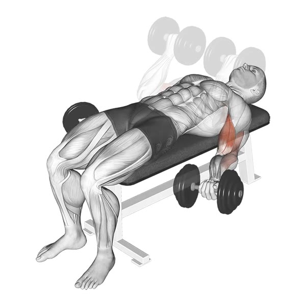 Horizontal Dumbbell Curl in Supination — ejercicio de Bíceps, nivel Intermedio