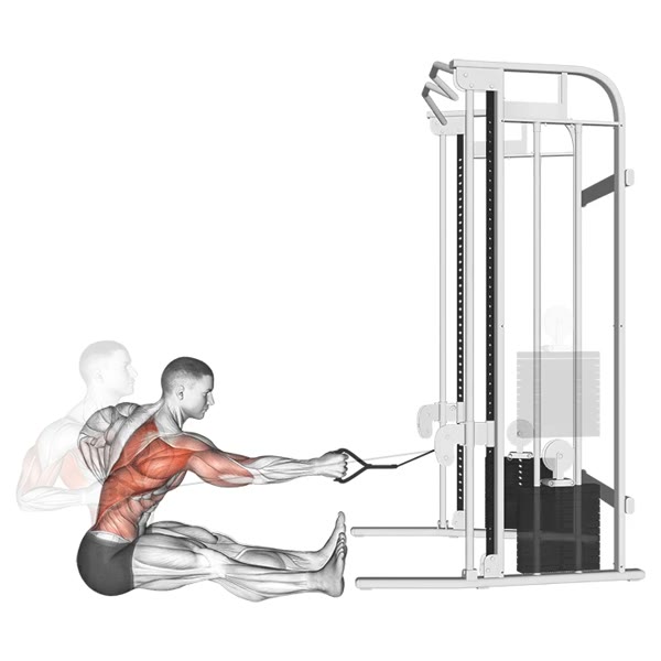 Horizontal Rowing in Pulley — ejercicio de Espalda, nivel Intermedio