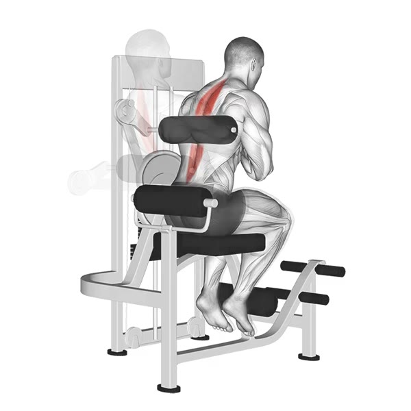 Hyperextensions on Machine — ejercicio de Espalda baja, nivel Intermedio