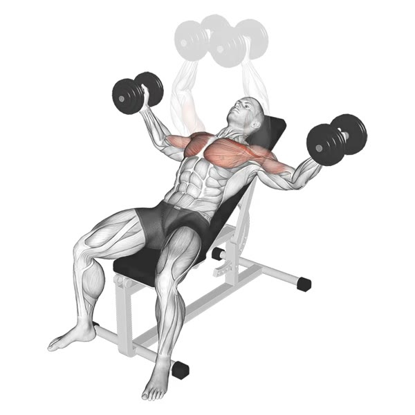 Incline Dumbbell Flyes — ejercicio de Pecho, nivel Intermedio