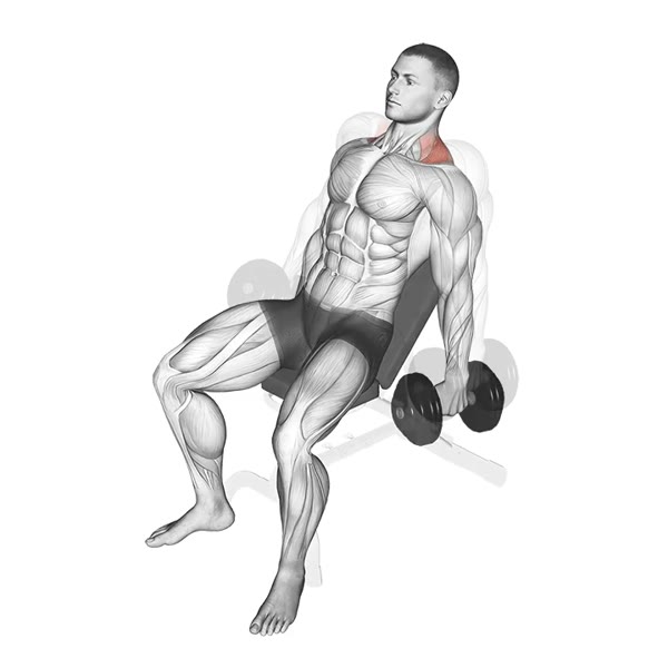 Incline Dumbbell Shrugs — ejercicio de Hombros, nivel Intermedio