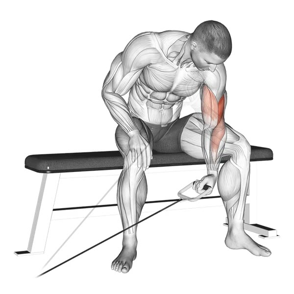 Isolated Concentrated Lateral Curl in Supination on Low Pulley — ejercicio de Bíceps, nivel Intermedio