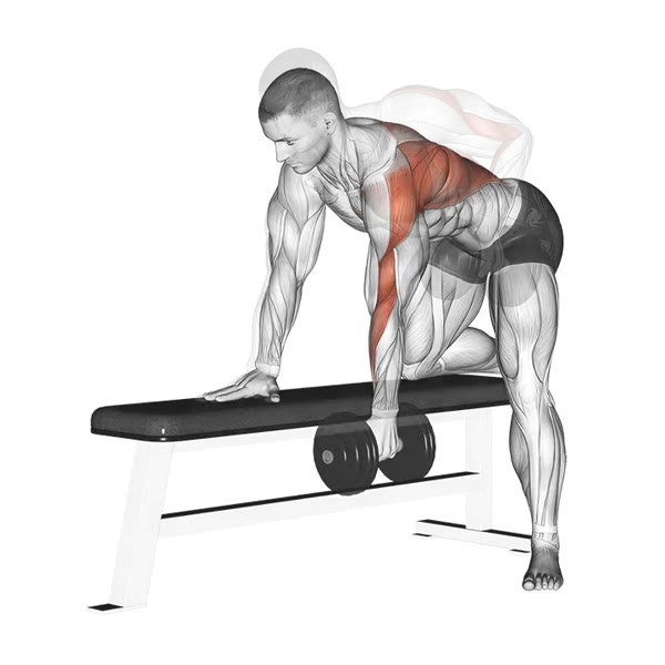Isolated Dumbbell Row — ejercicio de Espalda, nivel Principiante