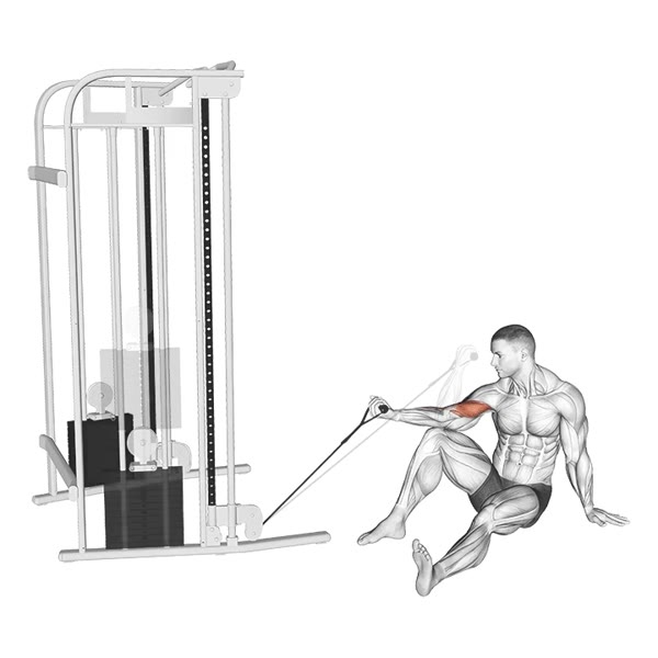 Isolated Front Curl in Supination on Low Pulley — ejercicio de Bíceps, nivel Intermedio