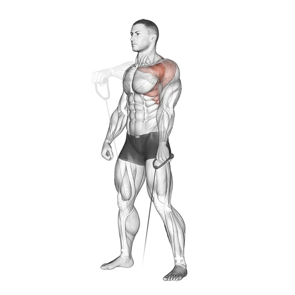 Isolated Front Lift on Pulley — ejercicio de General, nivel Intermedio