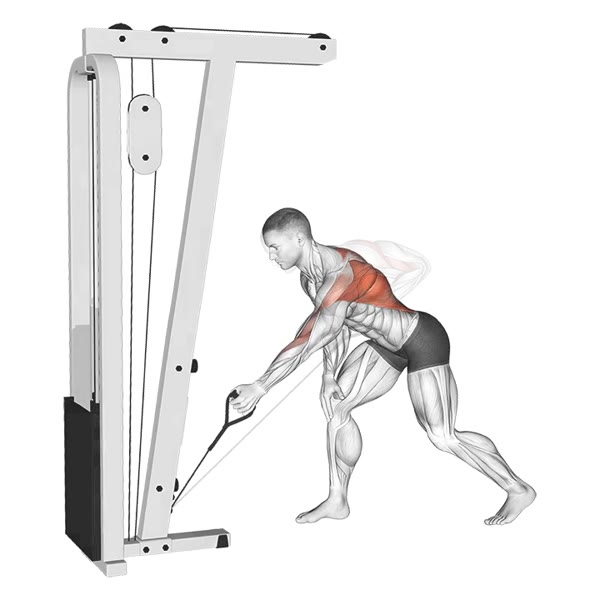 Isolated Lower Pulley Row — ejercicio de Espalda, nivel Intermedio