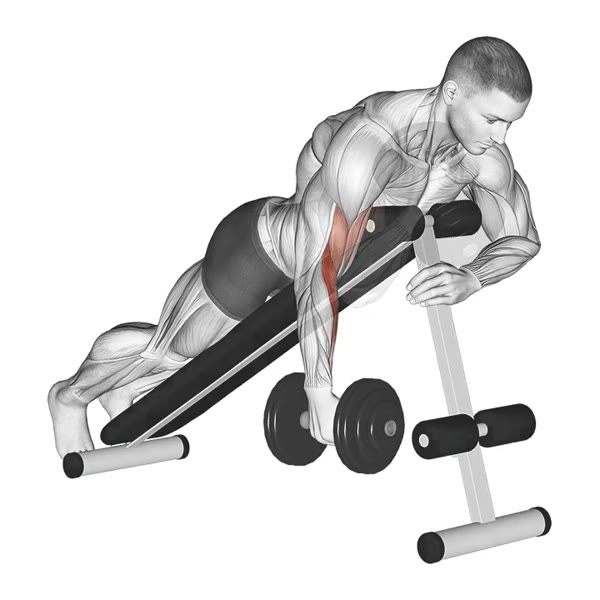 Isolated Neutral Curl Spider with Dumbbell — ejercicio de Bíceps, nivel Intermedio