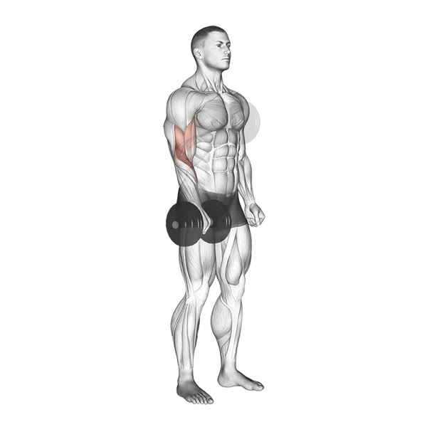 Isolated Pronated Dumbbell Curl — ejercicio de Bíceps, nivel Intermedio