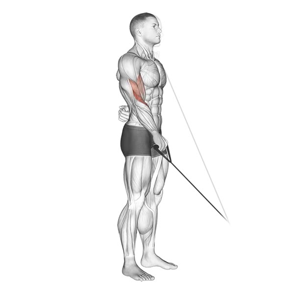 Isolated Pronation Curl on Low Pulley — ejercicio de Bíceps, nivel Intermedio