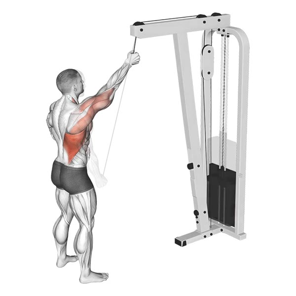 Isolated Serratus Muscles on Pulley — ejercicio de Espalda, nivel Intermedio